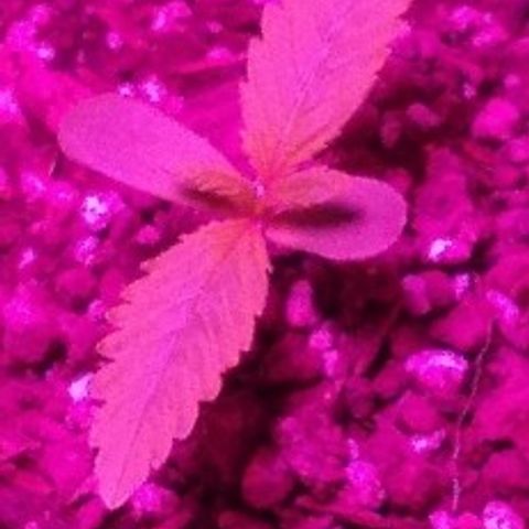 London cheese growlog timeline photo