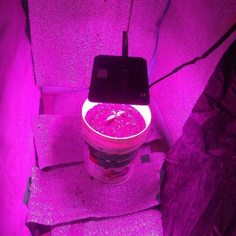 London cheese growlog timeline photo