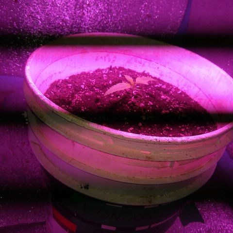 London cheese growlog timeline photo