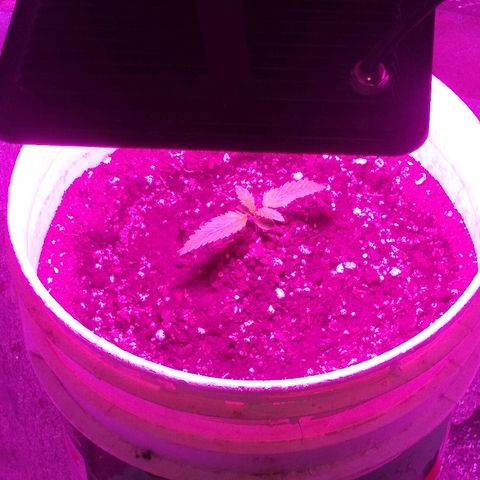 London cheese growlog timeline photo