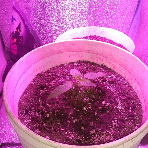 London cheese growlog timeline photo