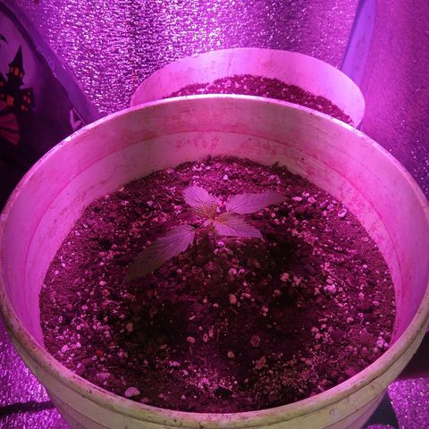 London cheese growlog timeline photo