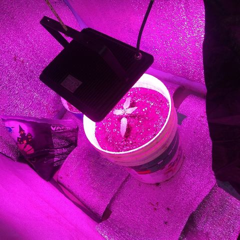 London cheese growlog timeline photo