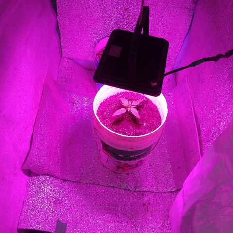 London cheese growlog timeline photo