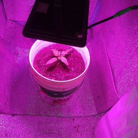 London cheese growlog timeline photo