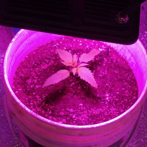London cheese growlog timeline photo