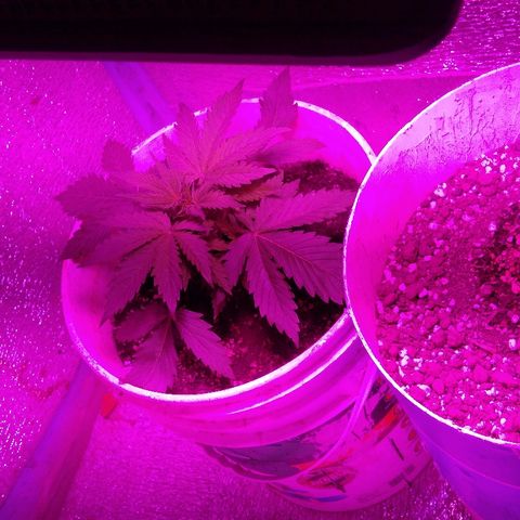 London cheese growlog timeline photo