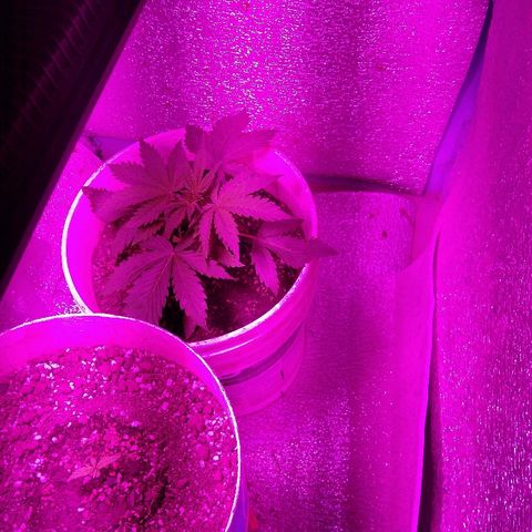 London cheese growlog timeline photo
