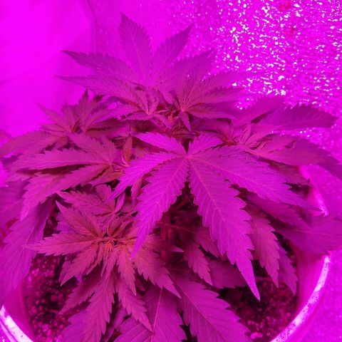London cheese growlog timeline photo
