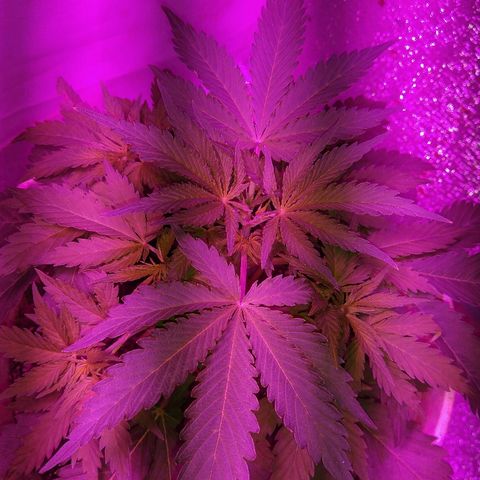 London cheese growlog timeline photo