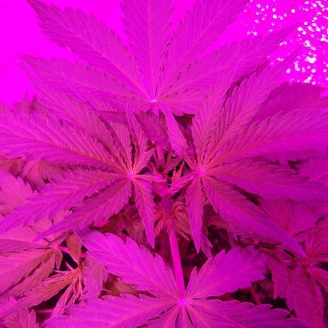 London cheese growlog timeline photo