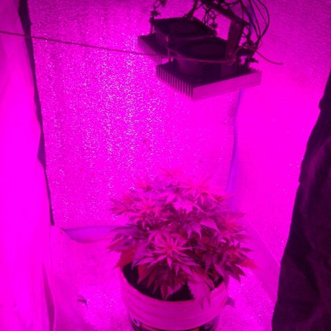 London cheese growlog timeline photo