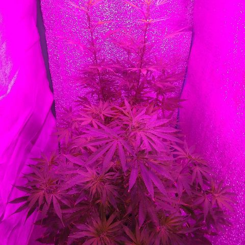 London cheese growlog timeline photo