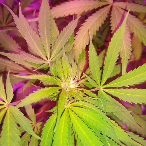 London cheese growlog timeline photo