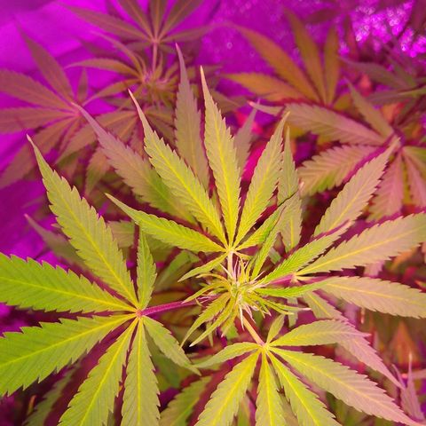 London cheese growlog timeline photo