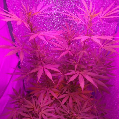 London cheese growlog timeline photo