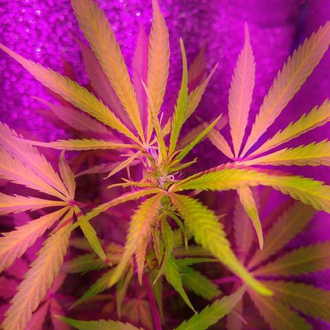 London cheese growlog timeline photo