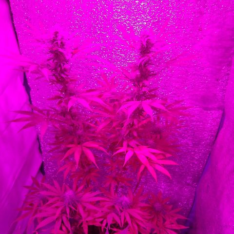 London cheese growlog timeline photo