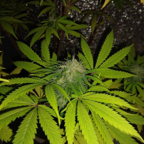 London cheese growlog timeline photo