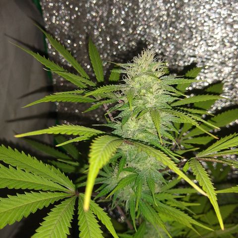 London cheese growlog timeline photo