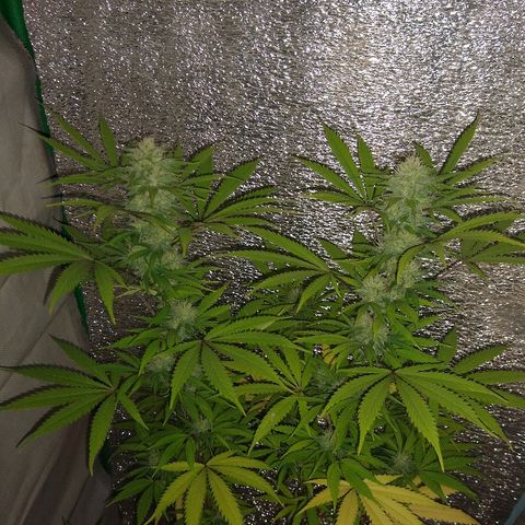 London cheese growlog timeline photo