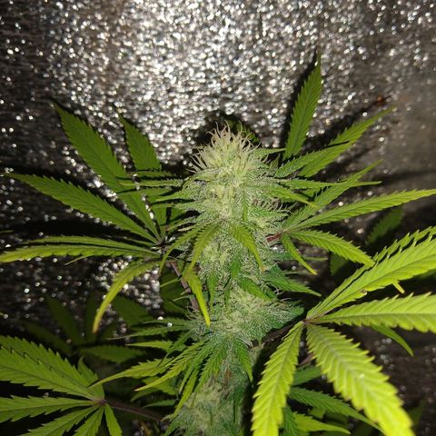 London cheese growlog timeline photo