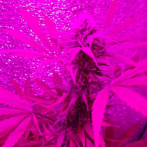 London cheese growlog timeline photo
