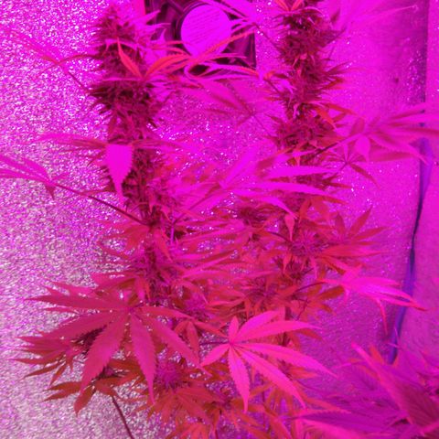 London cheese growlog timeline photo