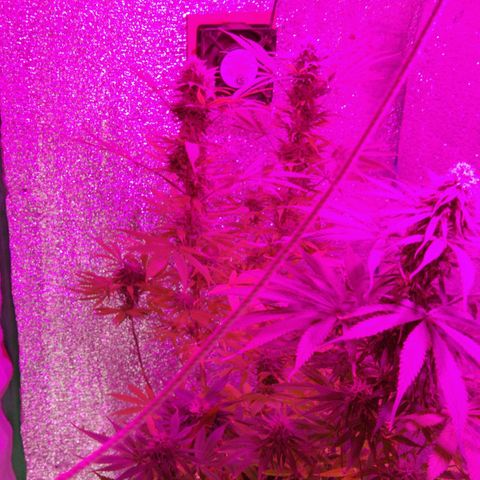London cheese growlog timeline photo