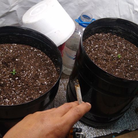 Gnomo growlog timeline photo