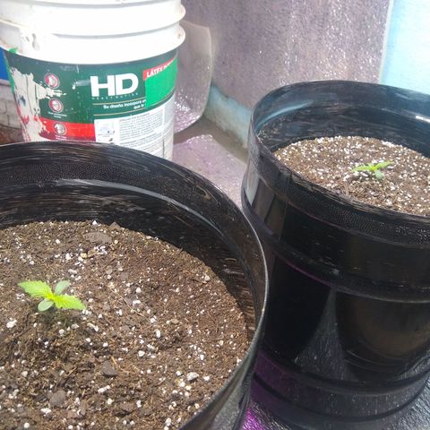 Gnomo growlog timeline photo