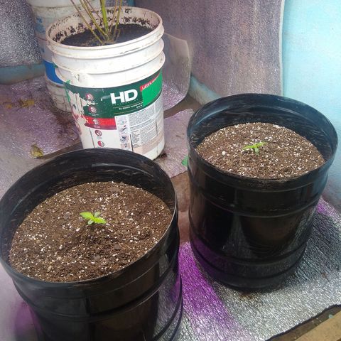Gnomo growlog timeline photo