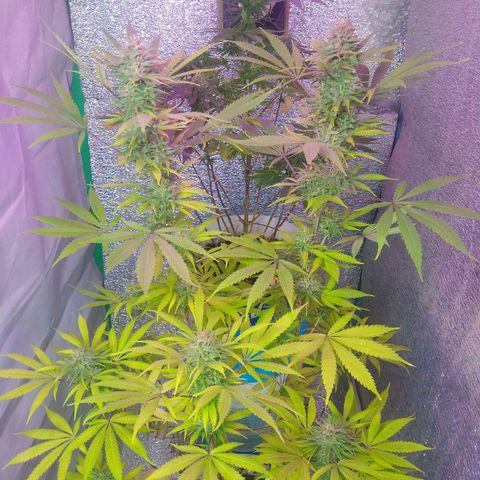 London cheese growlog timeline photo