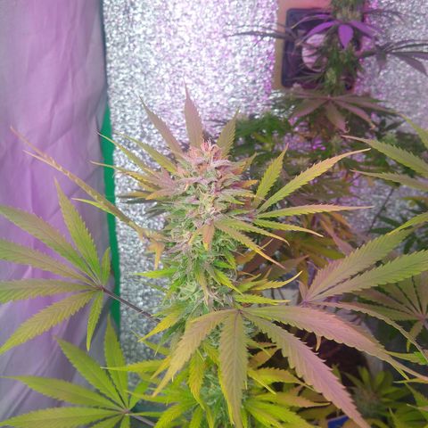 London cheese growlog timeline photo