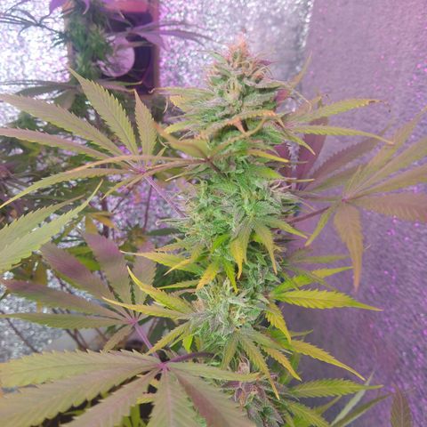 London cheese growlog timeline photo