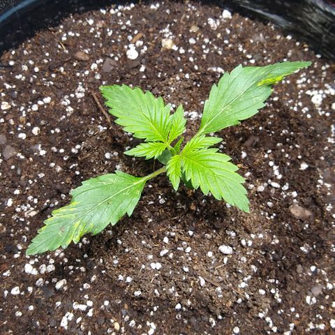 Gnomo growlog timeline photo