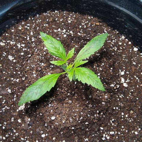 Gnomo growlog timeline photo