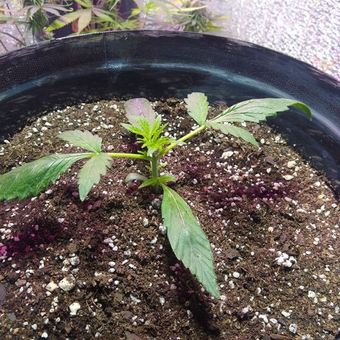 Gnomo growlog timeline photo