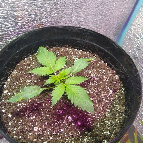 Gnomo growlog timeline photo