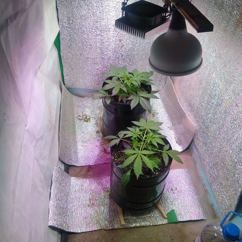 Gnomo growlog timeline photo