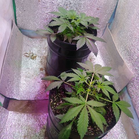 Gnomo growlog timeline photo