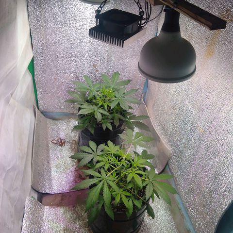 Gnomo growlog timeline photo