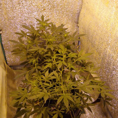 Gnomo growlog timeline photo