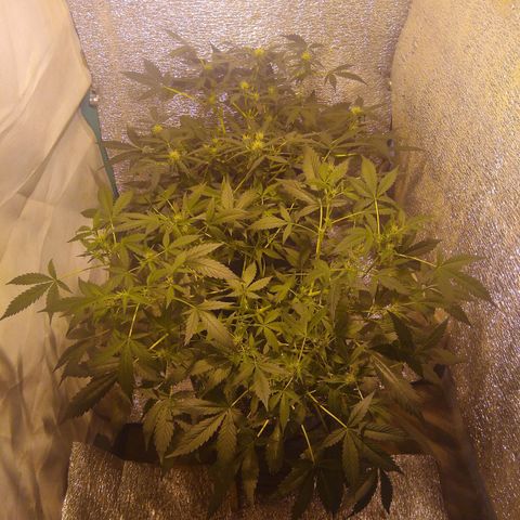Gnomo growlog timeline photo