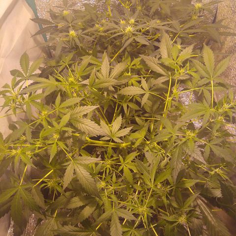 Gnomo growlog timeline photo
