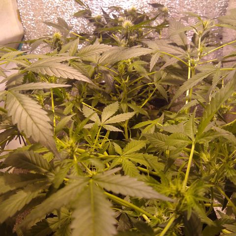 Gnomo growlog timeline photo