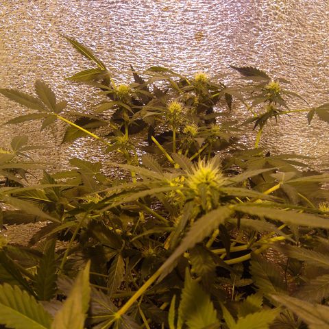 Gnomo growlog timeline photo