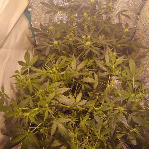 Gnomo growlog timeline photo