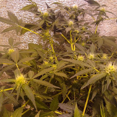 Gnomo growlog timeline photo