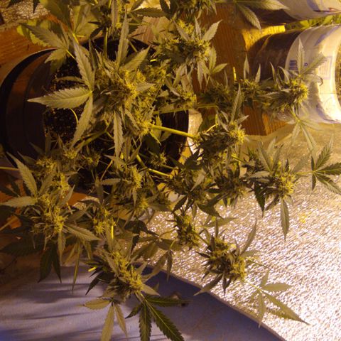 Gnomo growlog timeline photo